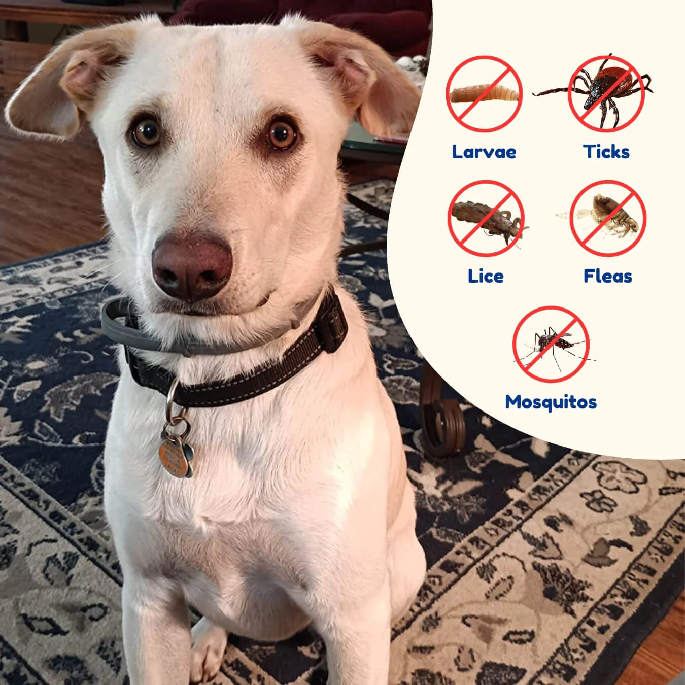Fleexon™  12 Month Flea & Tick Shield