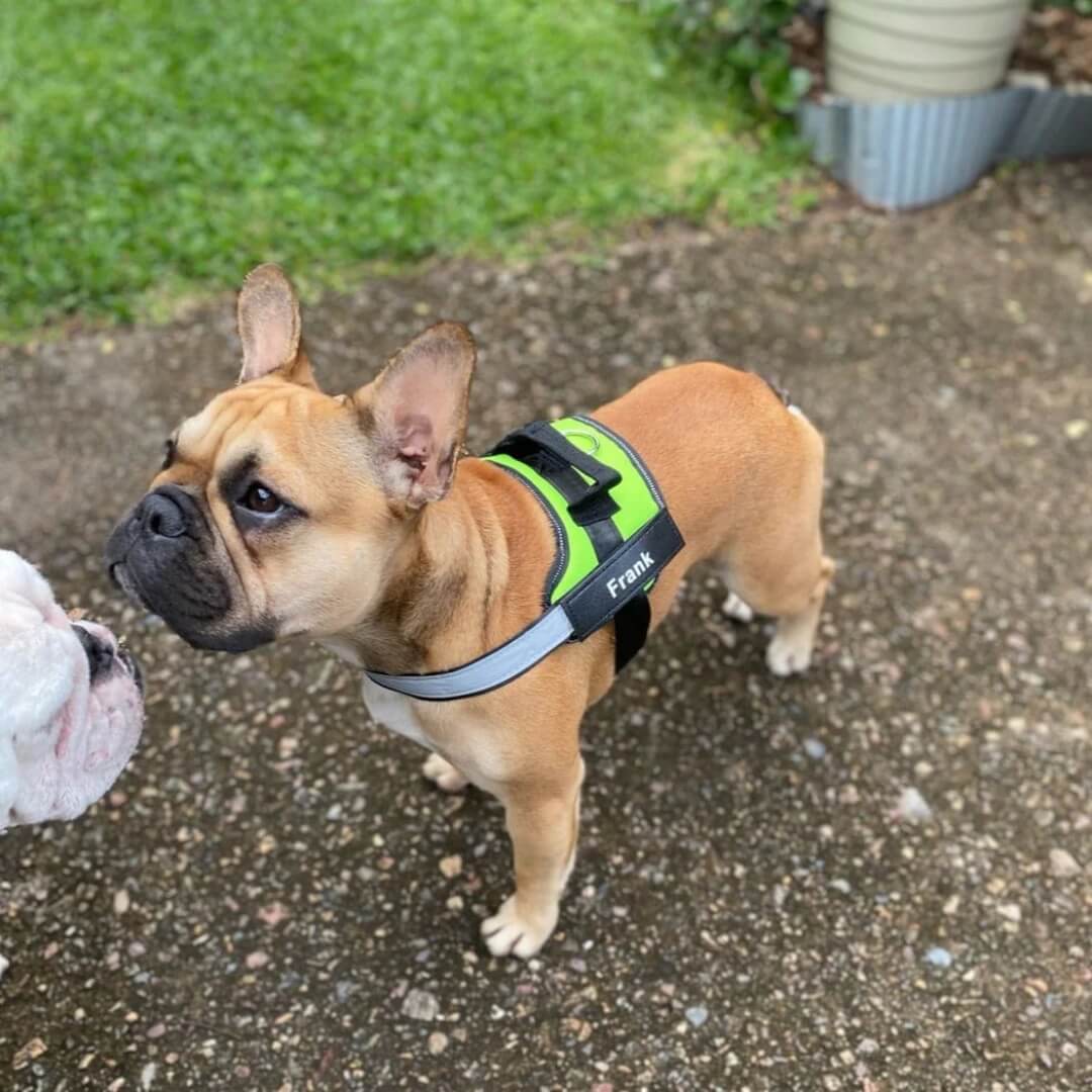 PullGuard Harness Pro