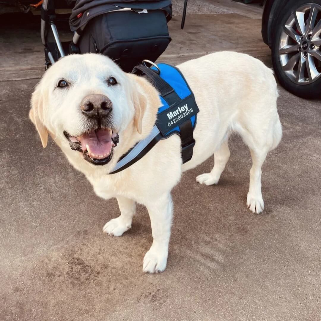 PullGuard Harness Pro
